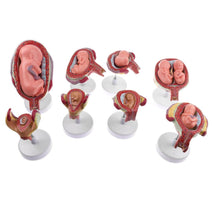 Trendy Retail 1:1 Set of 8 Fetus/Foetus Embryo Pregnancy Models Human Fetal Development Model Lab Supplies