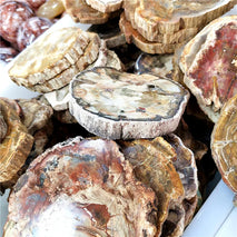 Hot Sell Natural Polished Wood fossil Slab Rough Stone Slice Specimen ,petrified Wood Piece