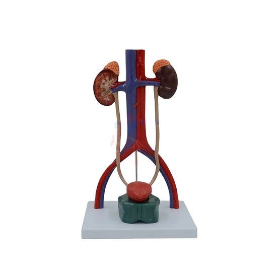 Endoscopic Bladder Model Sale