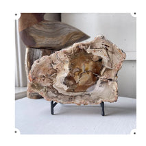 Wholesale Natural Wood Fossil Slice Polished Wooden Petrified fossil Pieces for Home Decor