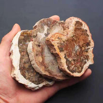 Wholesale Natural Wood Fossil Slice Polished Wooden Petrified fossil Pieces for Home Decor