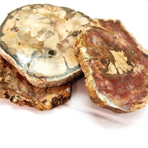 Buy Hot Sell Natural Polished Wood fossil Slab Rough Stone Slice Specimen ,petrified Wood Piece Wholesale B2B