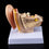 An Anatomical Model Of A Table Shaped Ear