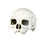 Trendy Retail Reptile Vivarium Decoration Human Skull Hide Cave Nest Aquarium Underwater Ornament