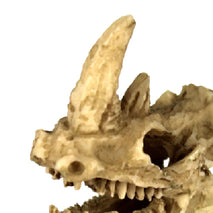 Trendy Retail Vivarium Ornament Reptile Lizard Basking Hide Cave Aquarium Decor Rhino Skull