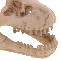 Trendy Retail Resin Emulational Dinosaur Skull Aquarium Decoration Fish Tank Ornament NEW