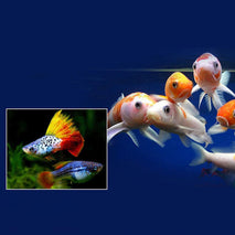 Trendy Retail Aquarium Fish Hatchery Box Isolation Box Suspension Incubator with Suction