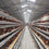 Buy China factory supply  A type battery animal cage chicken poultry layer cage baby chicken cages Wholesale B2B