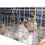 Buy Broiler Poultry house  H Type Battery Broiler Chicken Cage for nigeria nipple drinker capacity 80 broilers Wholesale B2B