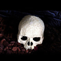 Trendy Retail Reptile Vivarium Decoration Human Skull Hide Cave Nest Aquarium Underwater Ornament