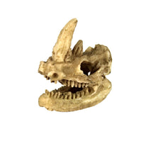 Trendy Retail Vivarium Ornament Reptile Lizard Basking Hide Cave Aquarium Decor Rhino Skull